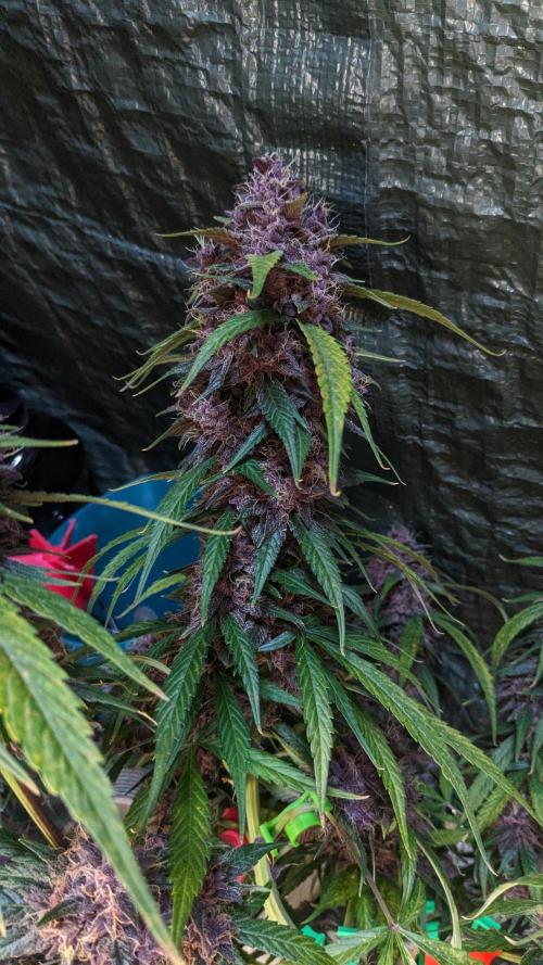 Shawn Burgundy. Week 8