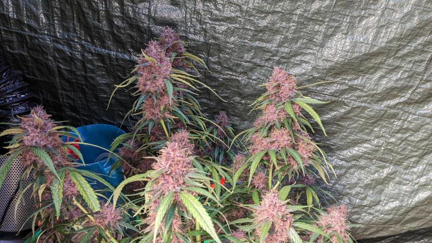 Shawn Burgundy. Week 8