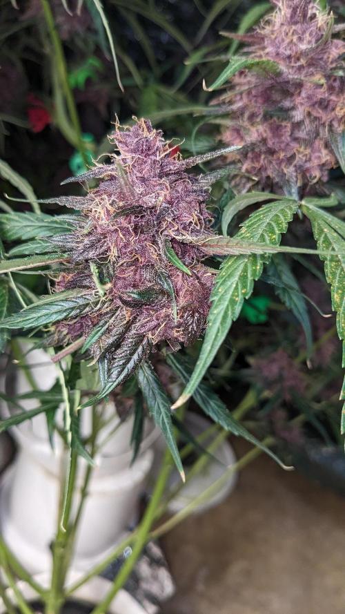 Shawn Burgundy. Week 8