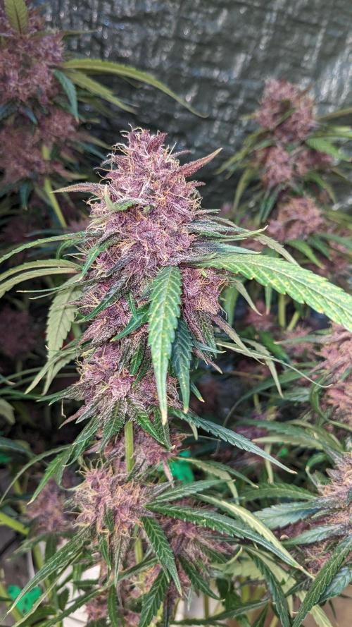 Shawn Burgundy. Week 8