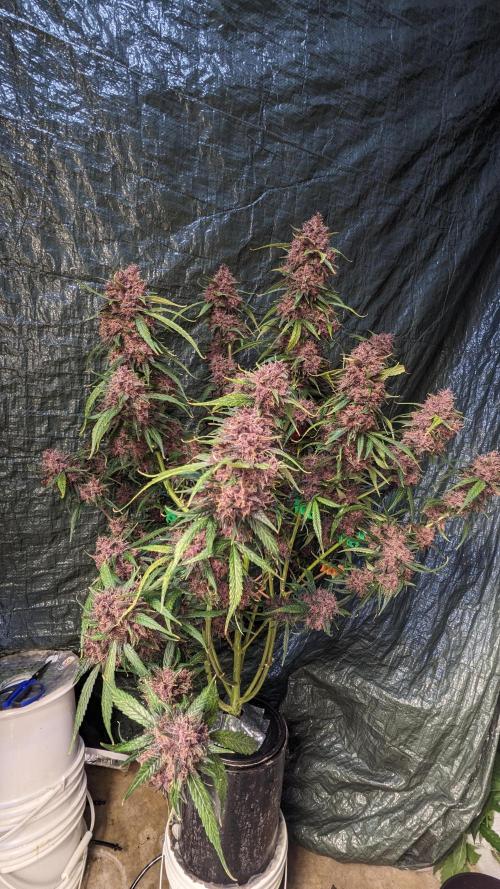 Shawn Burgundy. Week 8