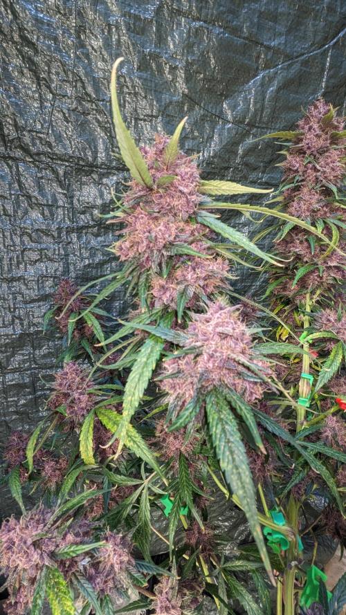 Shawn Burgundy. Week 9