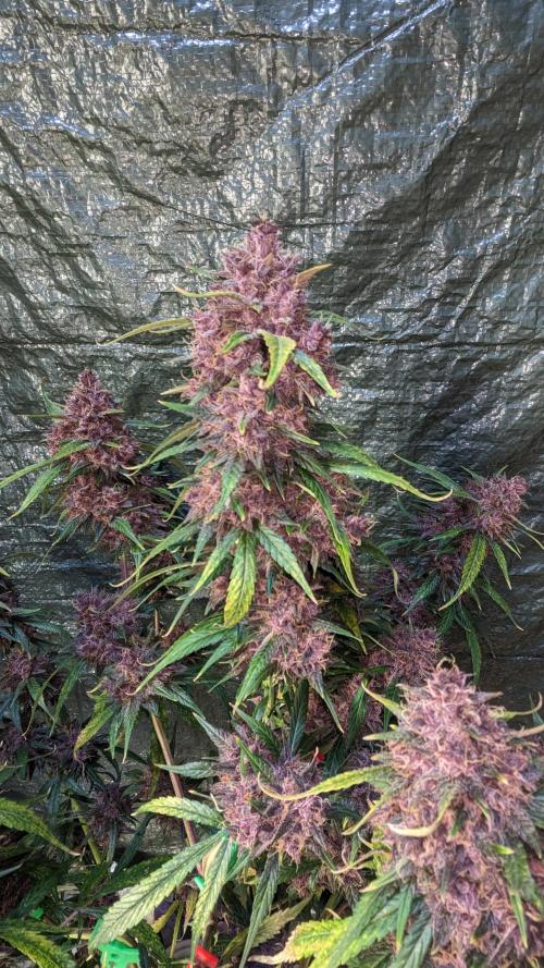 Shawn Burgundy. Week 9