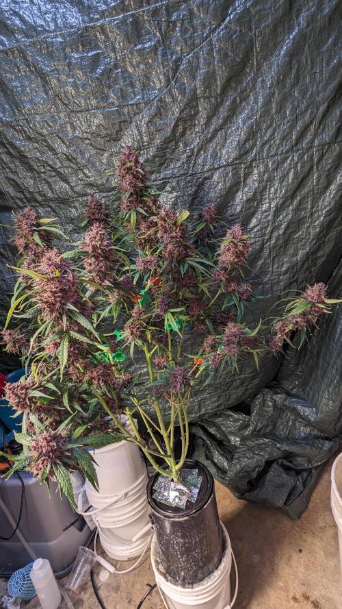 Shawn Burgundy. Week 9