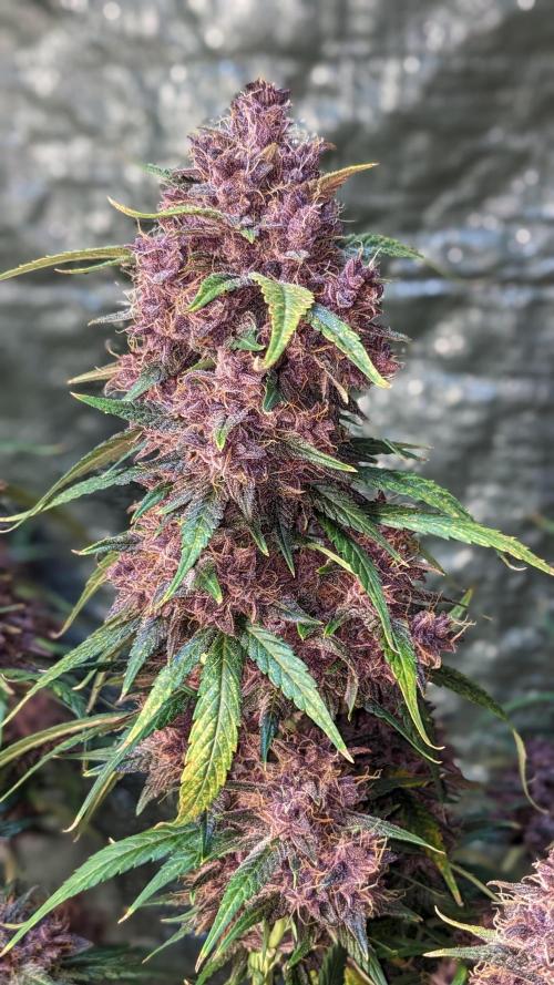 Shawn Burgundy. Week 9