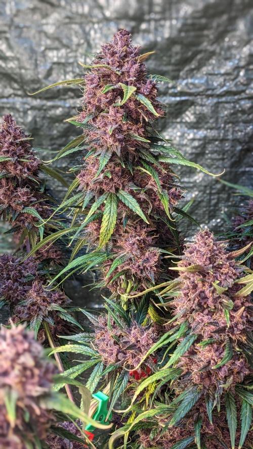 Shawn Burgundy. Week 9