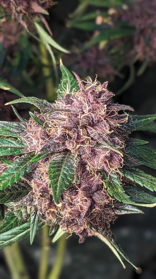 Shawn Burgundy. Week 9