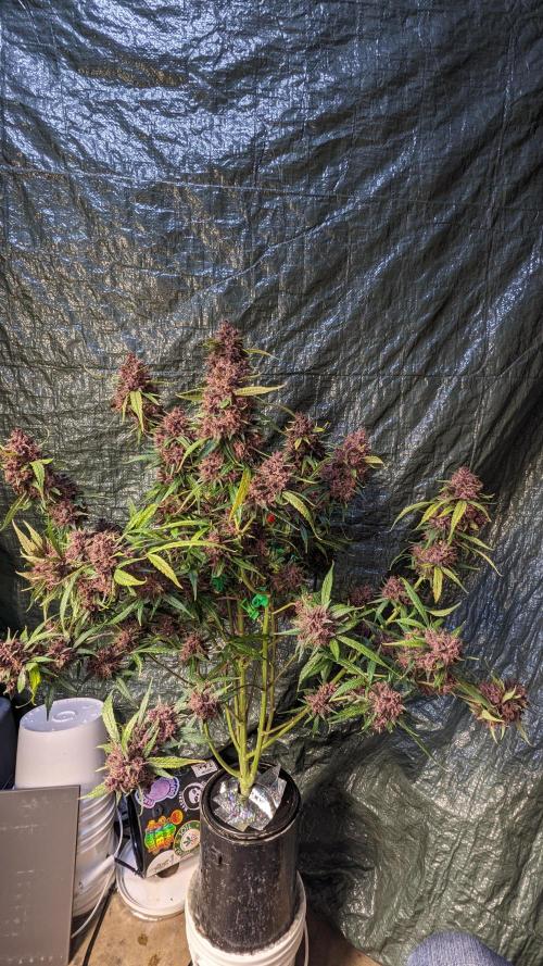 Shawn Burgundy. Week 10