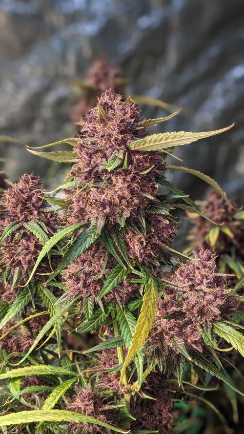 Shawn Burgundy. Week 10