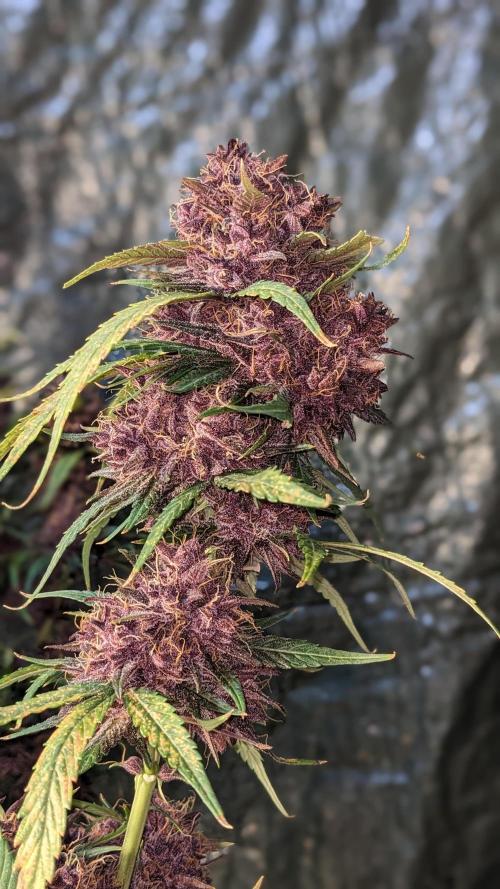 Shawn Burgundy. Week 10