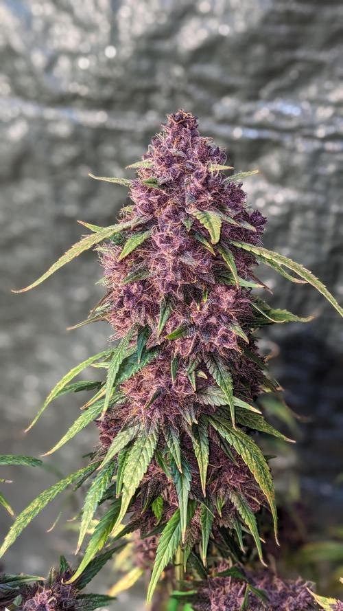 Shawn Burgundy. Week 10