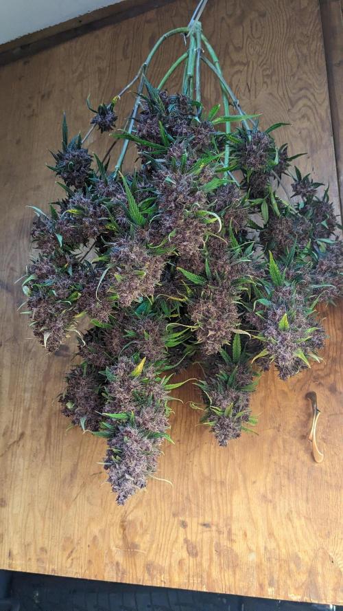 Shawn Burgundy. Week 11