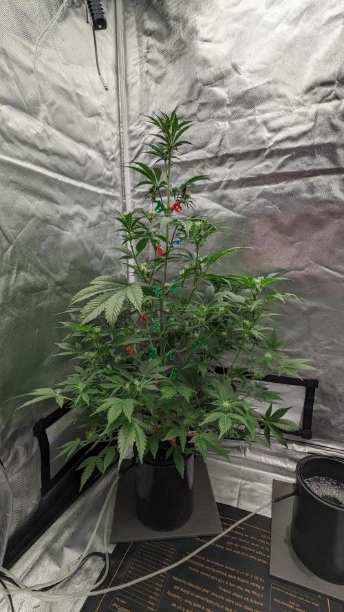 Another Happy Bird Adventure. Week 5 - Monkey Bread 12/1