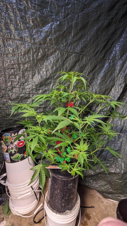 Another Happy Bird Adventure. Week 5 - Krumbl 12/1