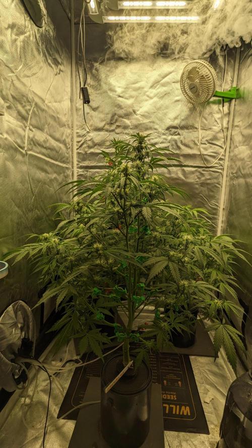 Another Happy Bird Adventure. Week 5 - Grateful Med 12/1