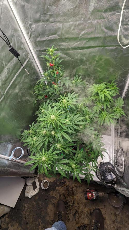 Another Happy Bird Adventure. Week 5 - Group shot 12/1