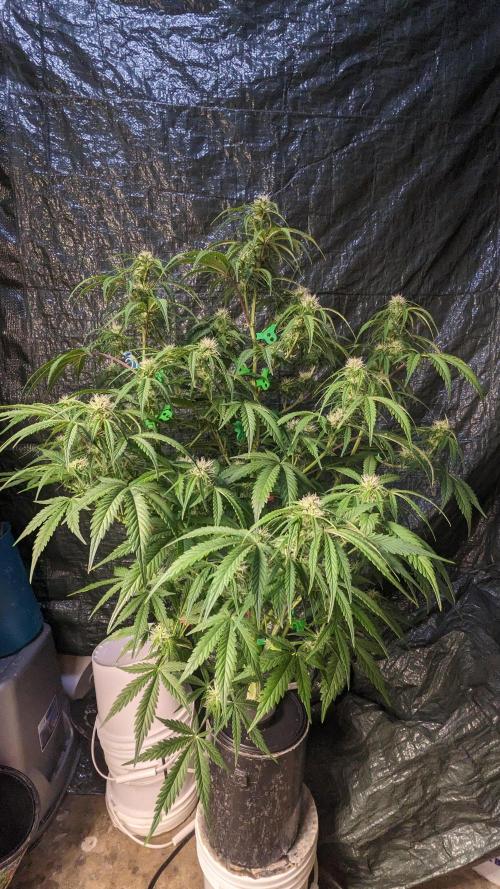 Another Happy Bird Adventure. Week 6 - Grateful Med 12/5