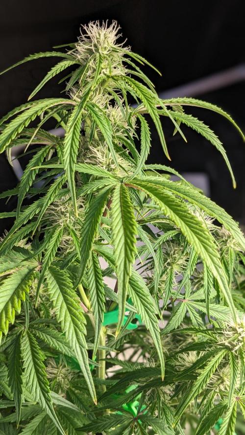 Another Happy Bird Adventure. Week 6 - Grateful Med Top Bud 12/5