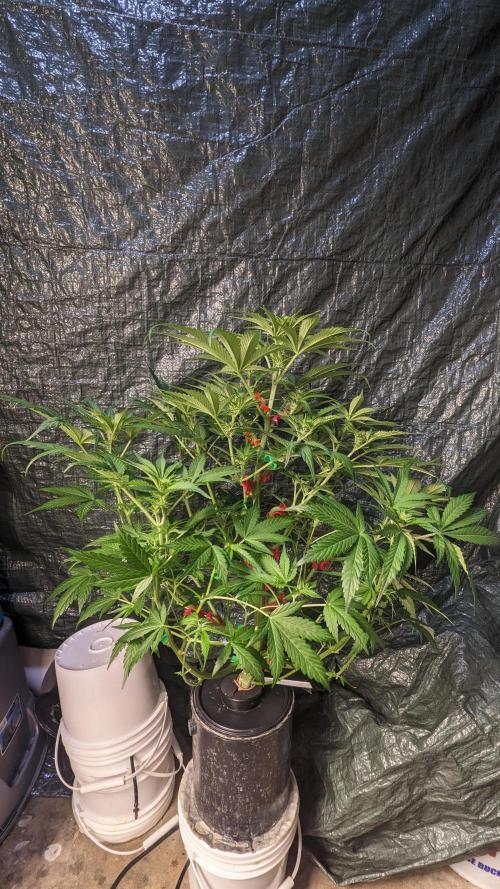 Another Happy Bird Adventure. Week 6 - Krumbl 12/5