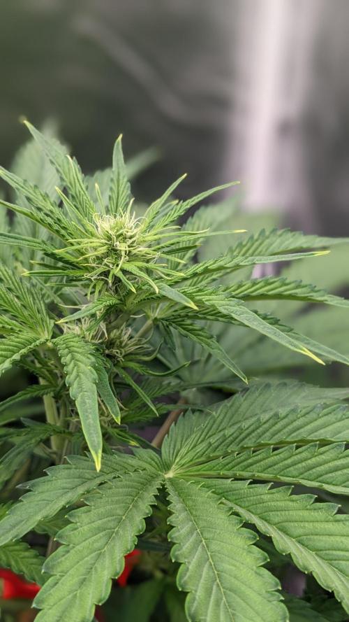 Another Happy Bird Adventure. Week 6 - Top Bud Krumbl 12/5