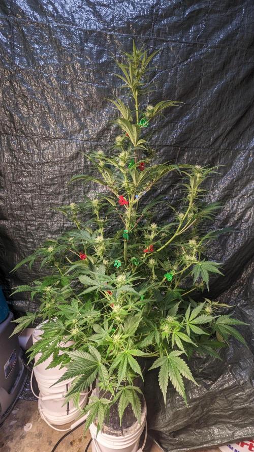 Another Happy Bird Adventure. Week 6 - Monkey Bread 12/5