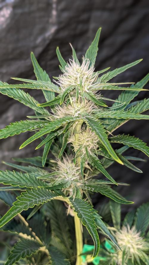 Another Happy Bird Adventure. Week 6 - Top Bud Monkey Bread 12/5