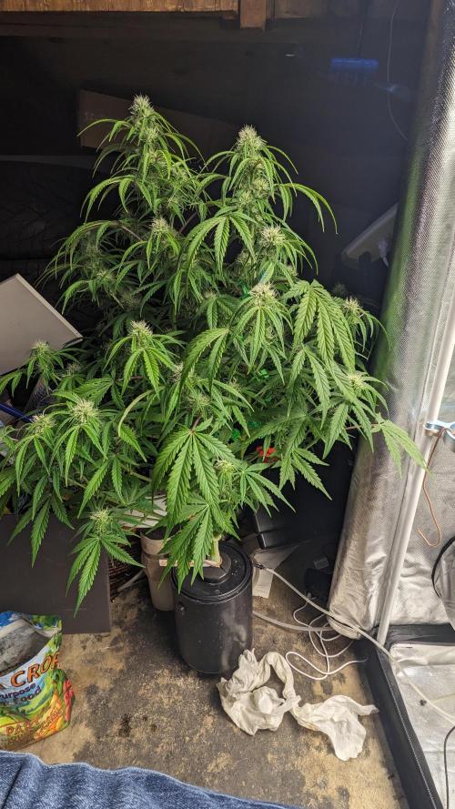 Another Happy Bird Adventure. Week 6 - Grateful Med 12/8