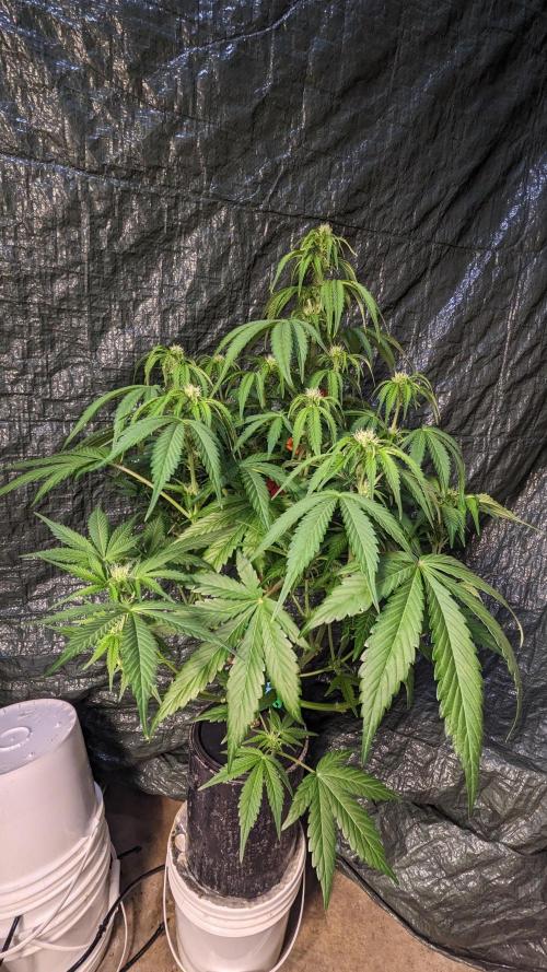 Another Happy Bird Adventure. Week 6 - KRUMBL 12/8