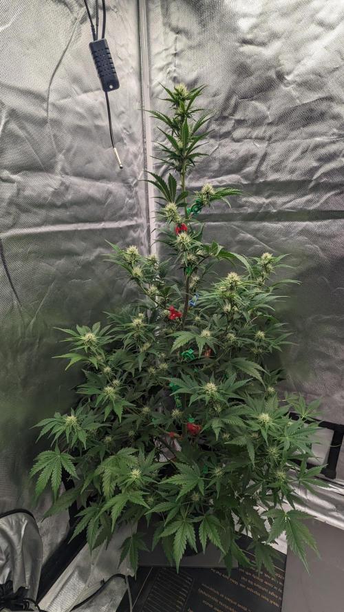 Another Happy Bird Adventure. Week 6 - Monkey Bread 12/8