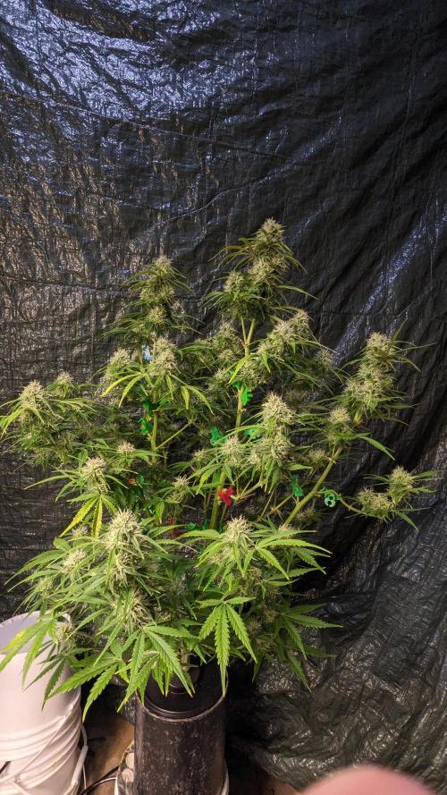 Another Happy Bird Adventure. Week 7