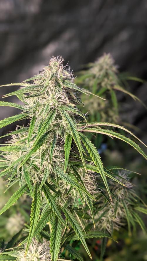 Another Happy Bird Adventure. Week 7