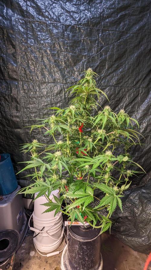 Another Happy Bird Adventure. Week 7