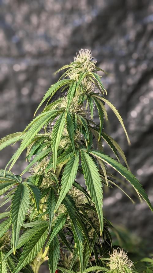 Another Happy Bird Adventure. Week 7