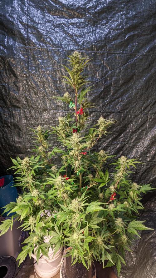 Another Happy Bird Adventure. Week 7