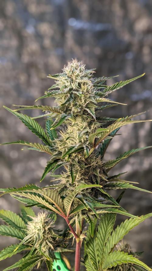 Another Happy Bird Adventure. Week 7