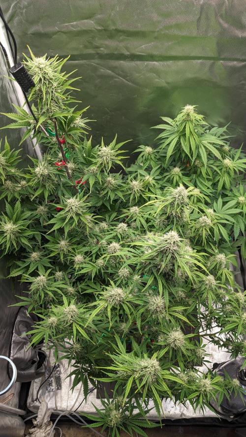 Another Happy Bird Adventure. Week 7