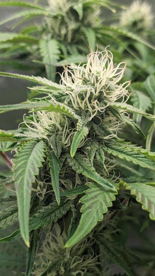 Another Happy Bird Adventure. Week 7 - Krumbl 