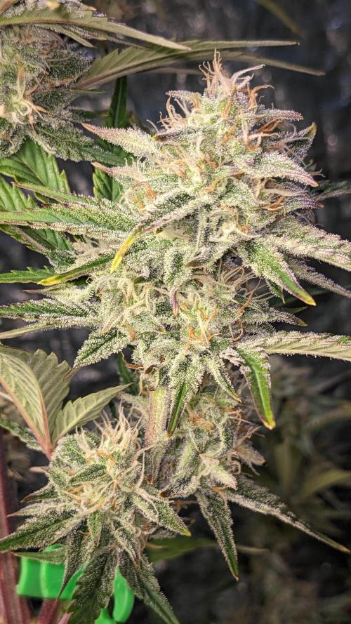 Another Happy Bird Adventure. Week 7 - Monkey Bread 