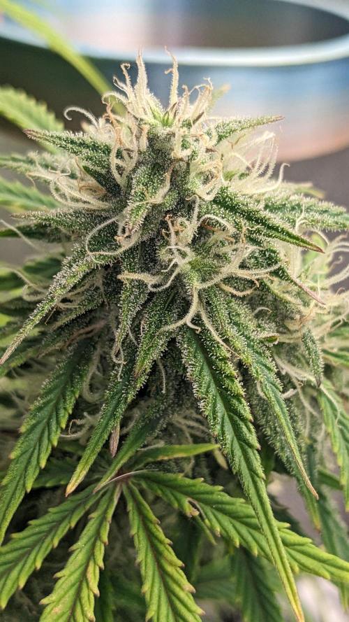 Another Happy Bird Adventure. Week 7 - Grateful Med 