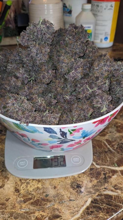 Shawn Burgundy. Week 11