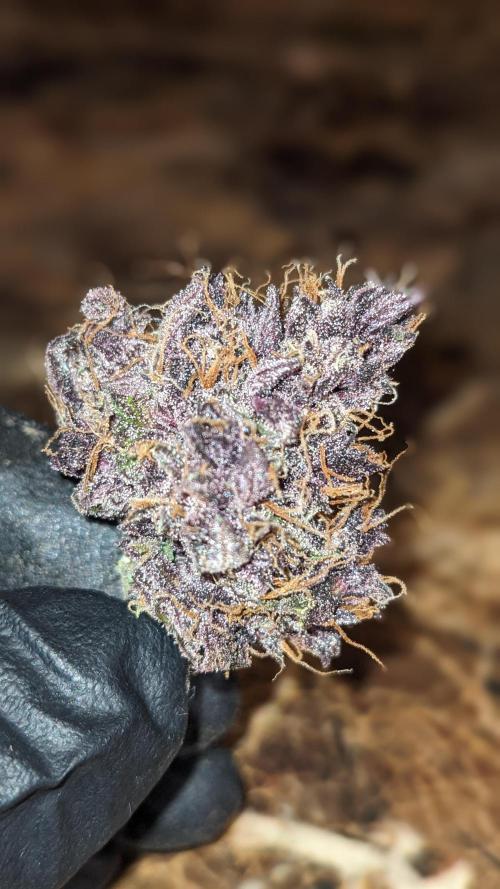 Shawn Burgundy. Week 11