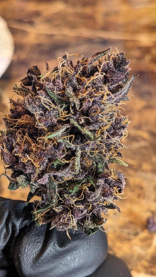 Shawn Burgundy. Week 11