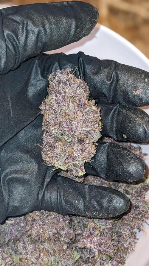 Shawn Burgundy. Week 11