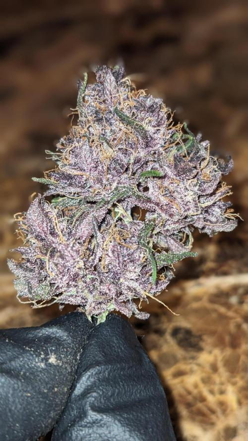 Shawn Burgundy. Week 11