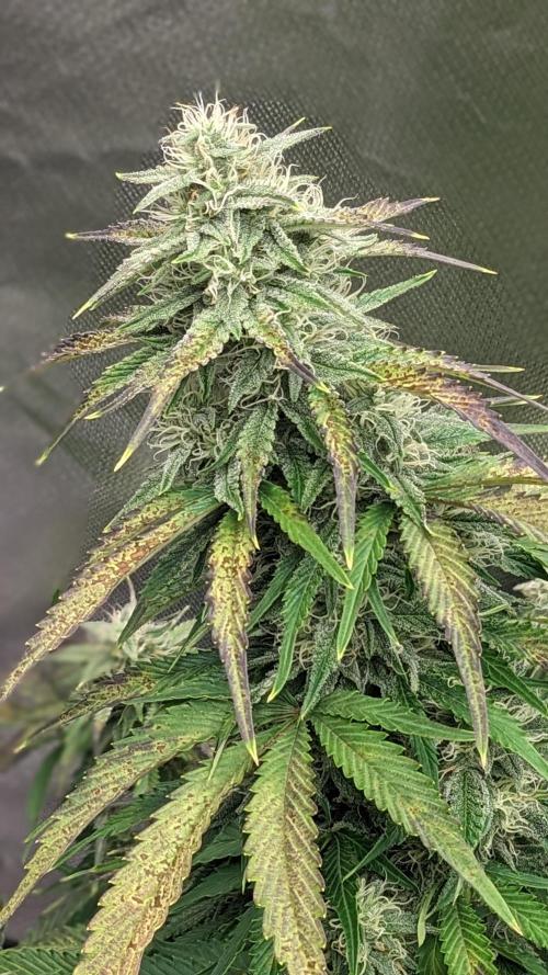 Another Happy Bird Adventure. Week 9