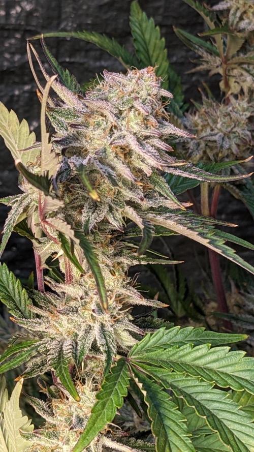 Another Happy Bird Adventure. Week 9