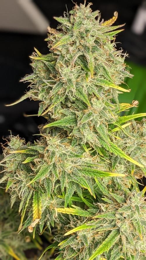 Another Happy Bird Adventure. Week 9