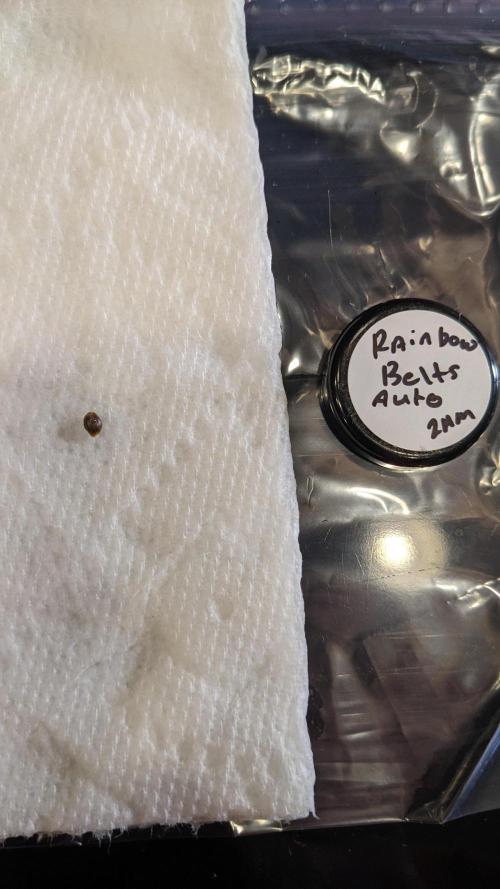 Rainbow Belts Auto by Zamnesia. Week 0