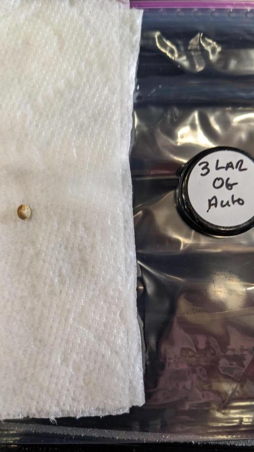 Showcasing my own strain!. Week 0