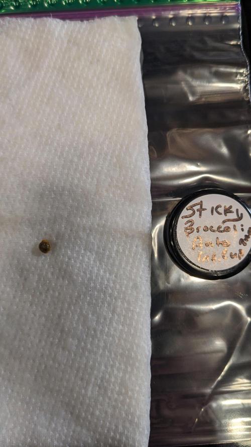 Plagron/Zamnesia Eternity Cup 2026. Week 0